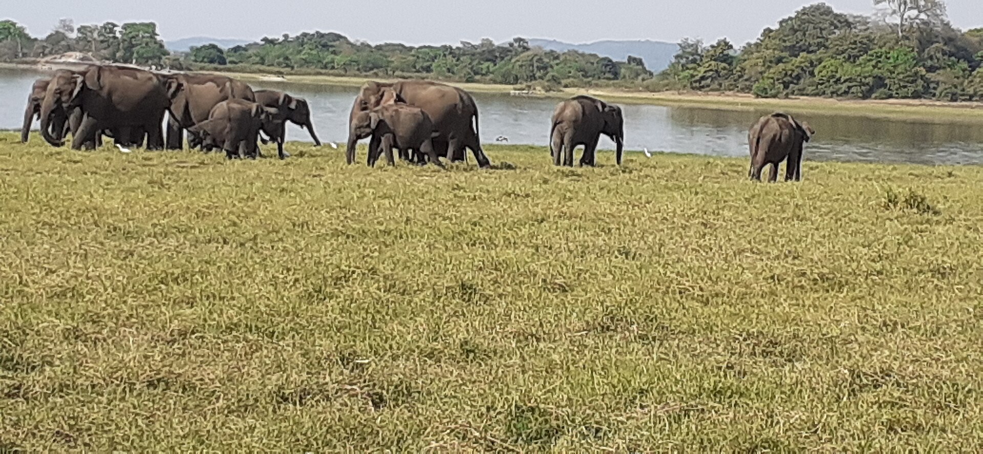 Minneriya National Park