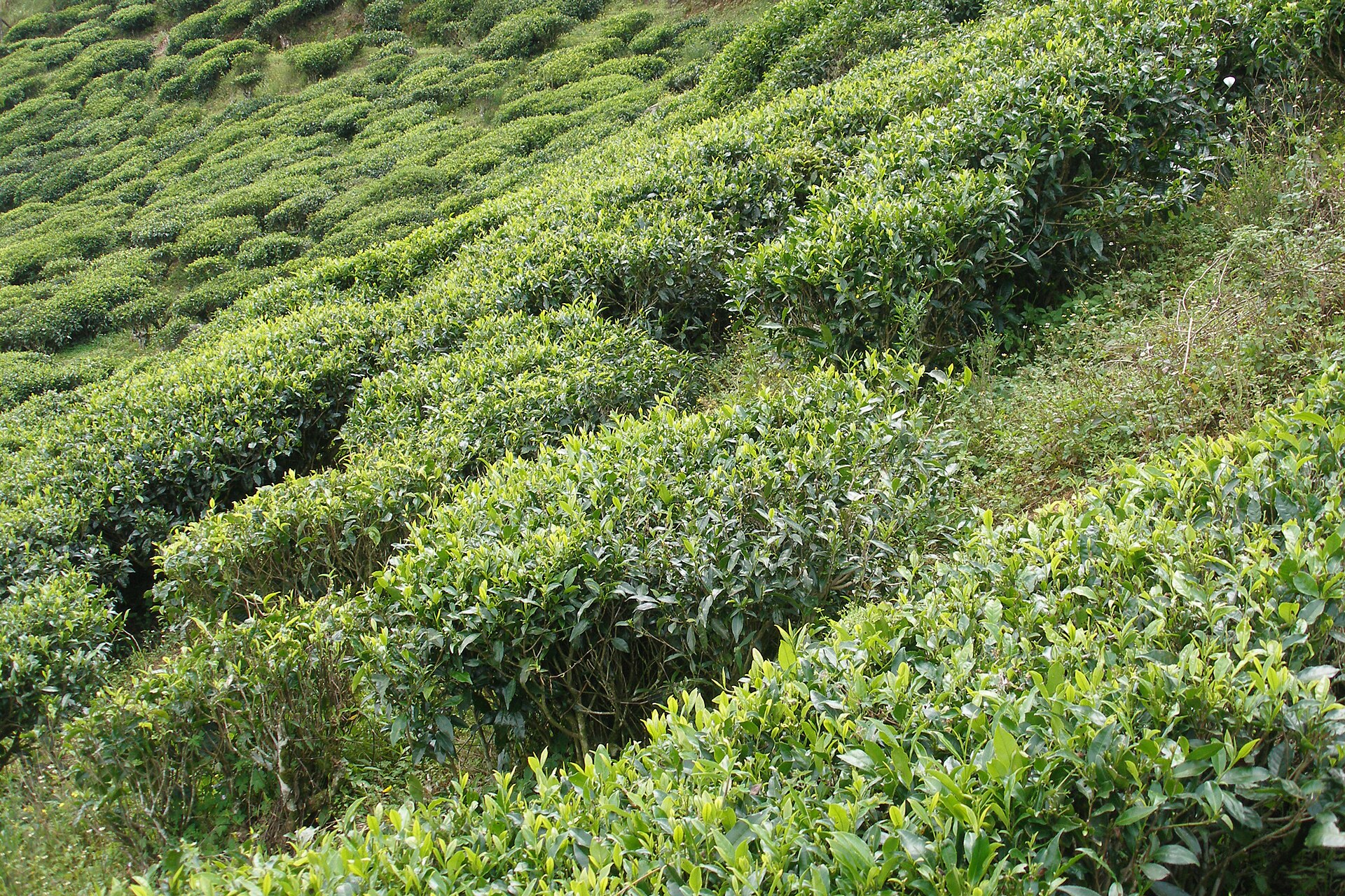 Nuwara Eliya