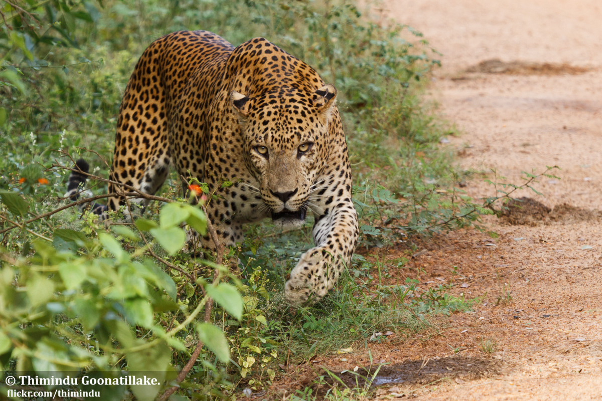 Yala National Park